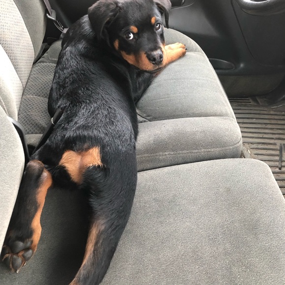 ❤️WHY YOU FOLLOW & SHARE 🐶❤️New listing Comments or chat♥️See 2nd Slide❤️ - Picture 12 of 17